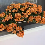 Blissful Family And Cozy بيت شباب *
