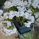 Blissful Family And Cozy * شكودر