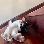 Blissful Family And Cozy بيت شباب *