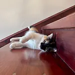 Blissful Family And Cozy شكودر