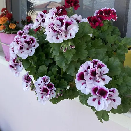 Blissful Family And Cozy * شكودر