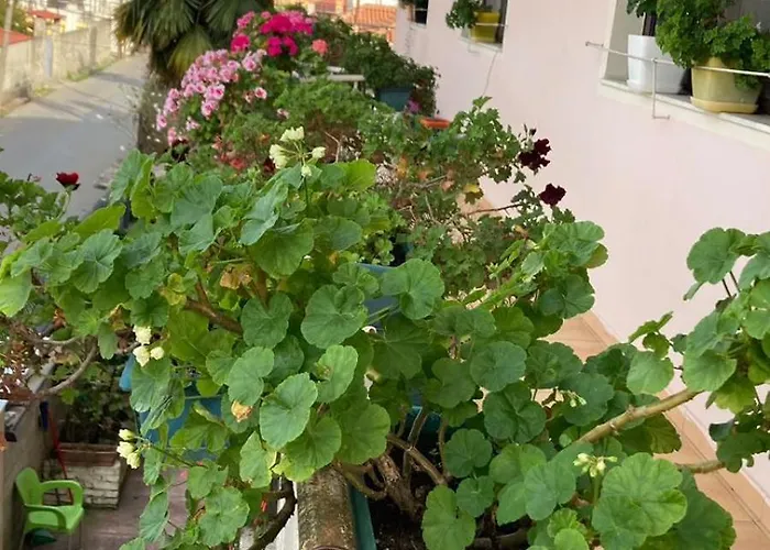 Auberge de jeunesse Blissful