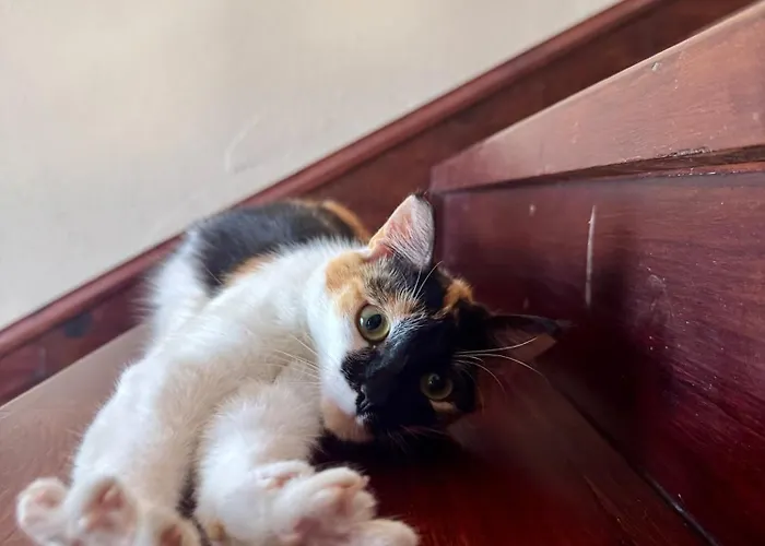 Blissful Auberge de jeunesse *